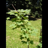 Erable a sucre - Acer saccharum (Lyon, Parc de la Tete d'Or) (00)